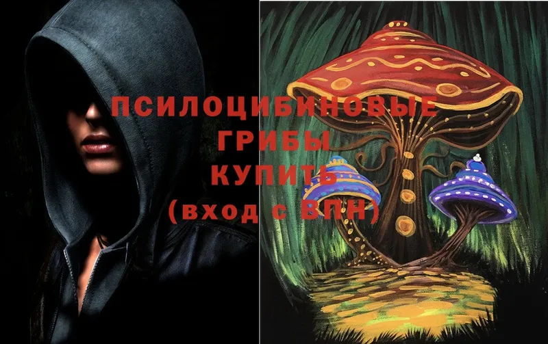 магазин продажи   Дигора  площадка клад  Псилоцибиновые грибы MAGIC MUSHROOMS 